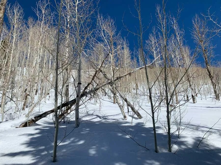 Snowshoeing Mill D North to Dog Lake