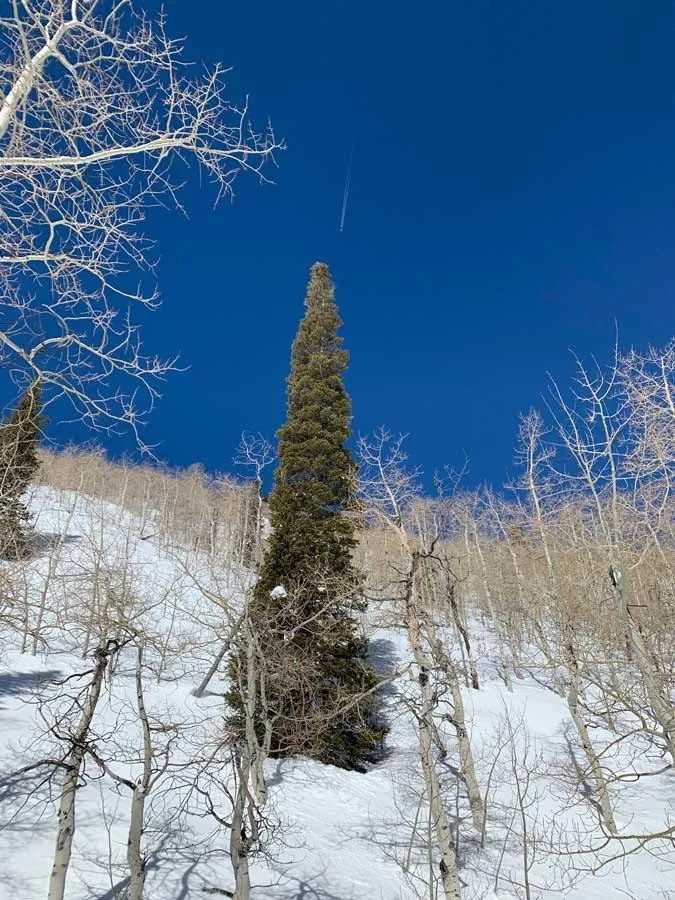 Snowshoeing Mill D North to Dog Lake