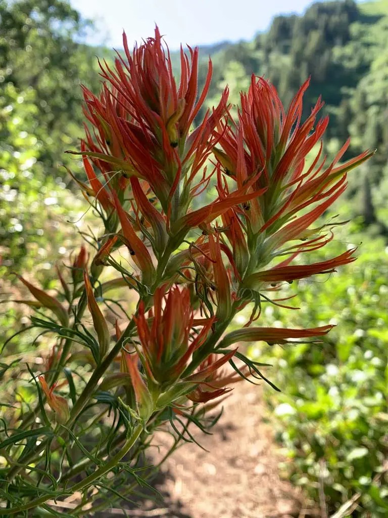 Hiking Bowman Fork to Gobblers Knob Trail