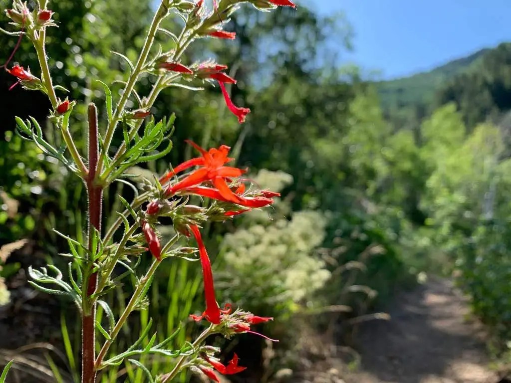 Hiking Bowman Fork to Gobblers Knob Trail