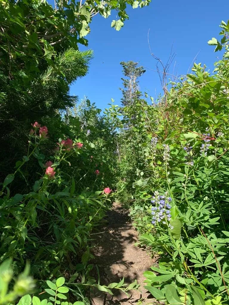 Hiking Bowman Fork to Gobblers Knob Trail