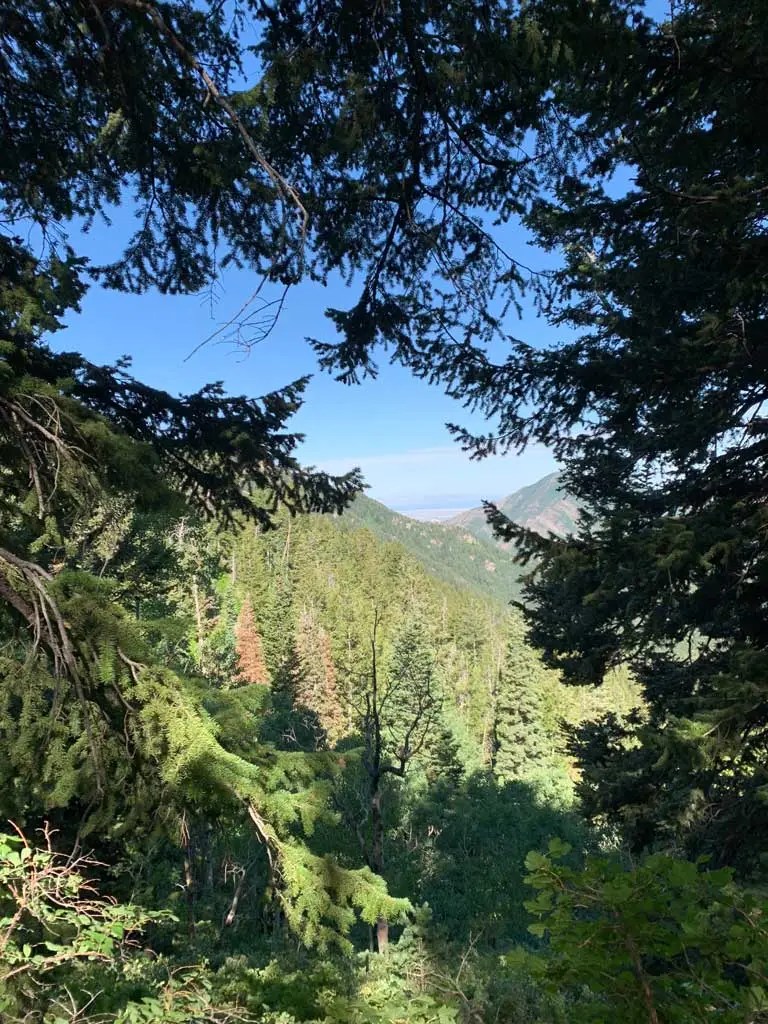 Hiking Bowman Fork to Gobblers Knob Trail