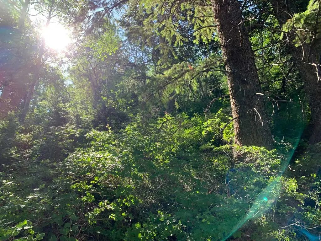 Hiking Bowman Fork to Gobblers Knob Trail