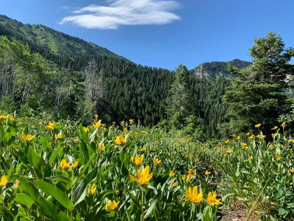 Hiking Bowman Fork to Gobblers Knob Trail