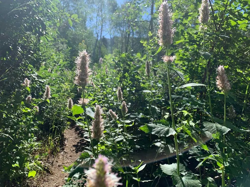 Hiking Bowman Fork to Gobblers Knob Trail