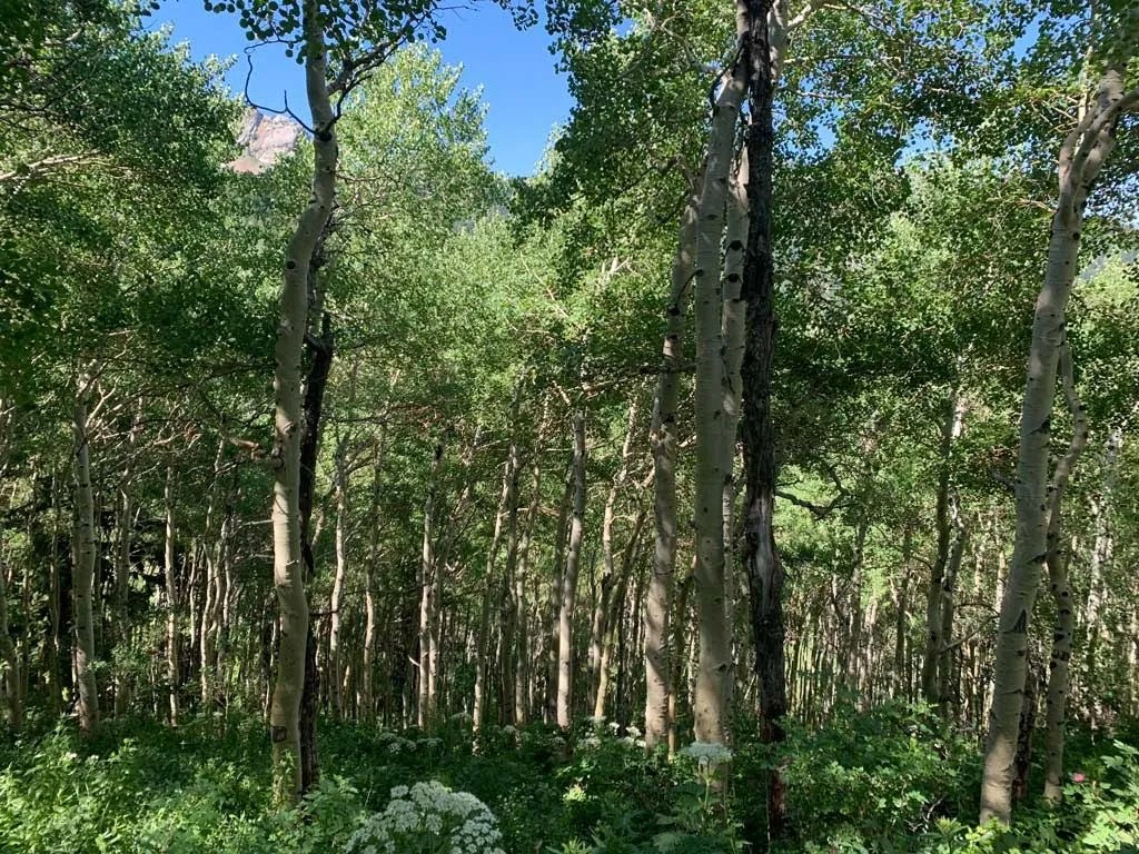 Hiking Bowman Fork to Gobblers Knob Trail
