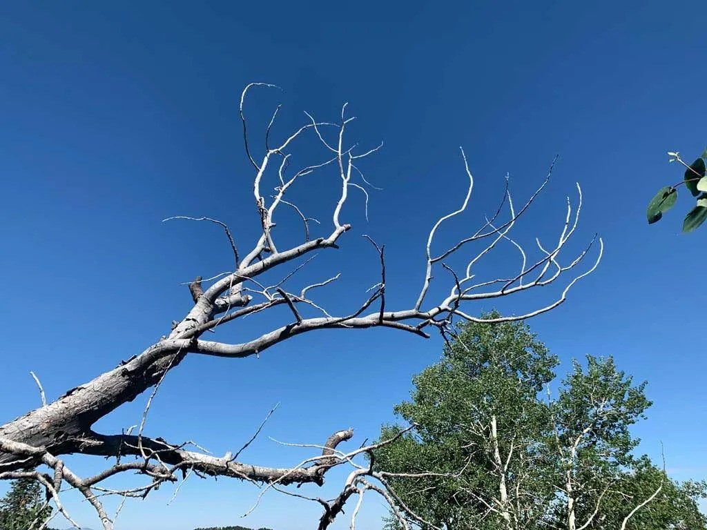 Hiking Bowman Fork to Gobblers Knob Trail