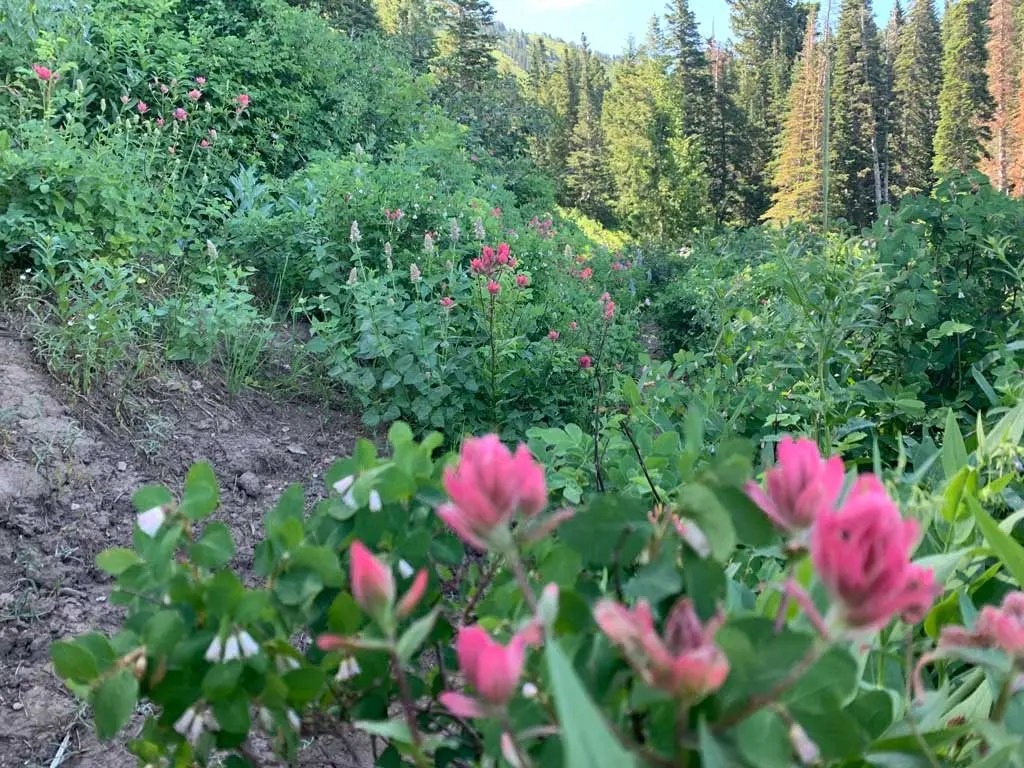 Hiking Bowman Fork to Gobblers Knob Trail