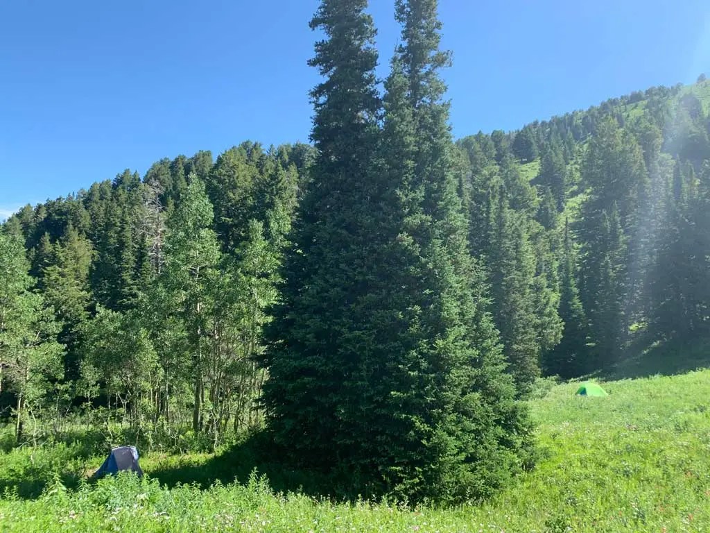 Hiking Bowman Fork to Gobblers Knob Trail