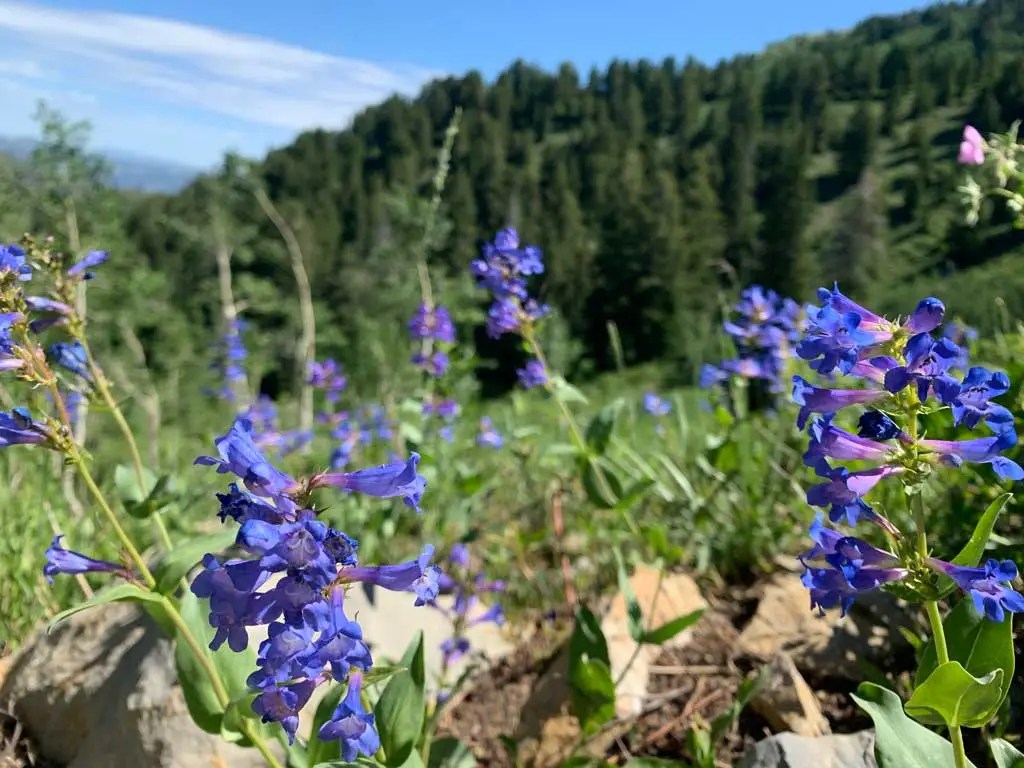 Hiking Bowman Fork to Gobblers Knob Trail
