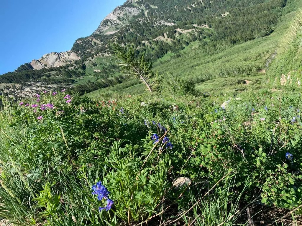 Hiking Bowman Fork to Gobblers Knob Trail