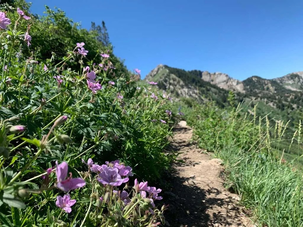 Hiking Bowman Fork to Gobblers Knob Trail