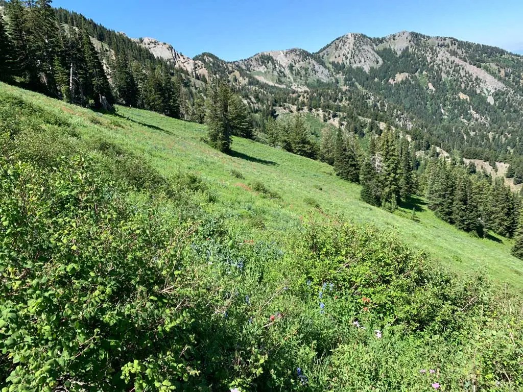 Hiking Bowman Fork to Gobblers Knob Trail