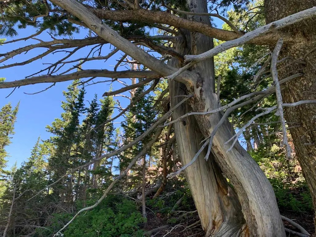 Hiking Bowman Fork to Gobblers Knob Trail
