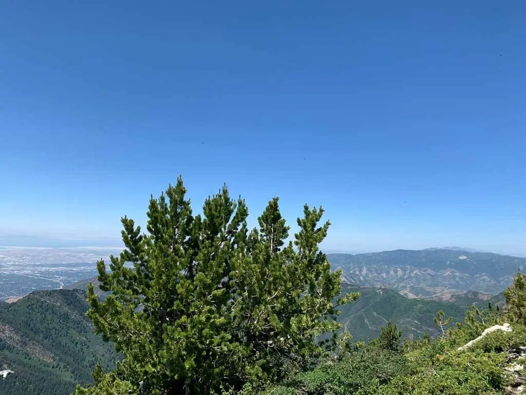 Hiking Bowman Fork to Gobblers Knob Trail