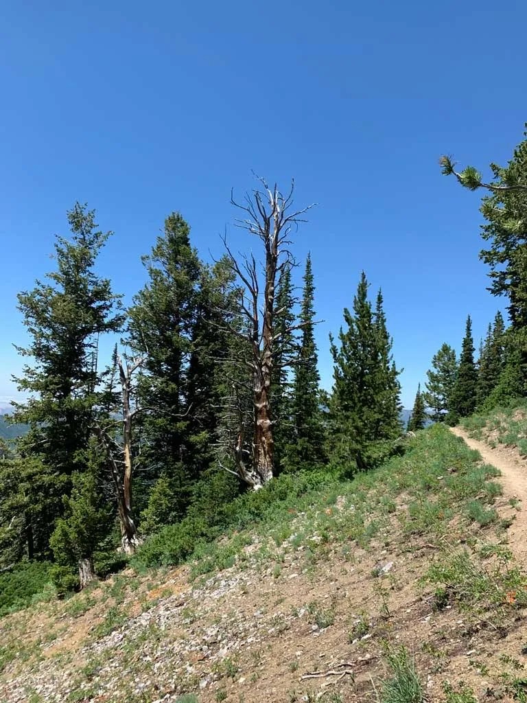 Hiking Bowman Fork to Gobblers Knob Trail