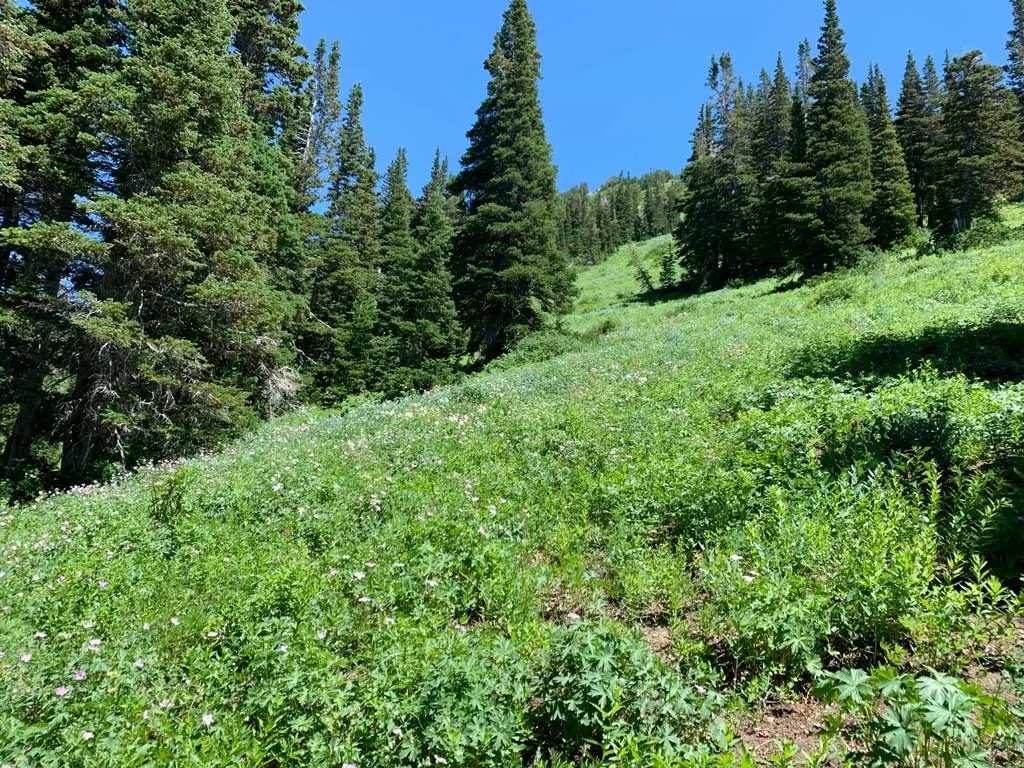 Hiking Bowman Fork to Gobblers Knob Trail