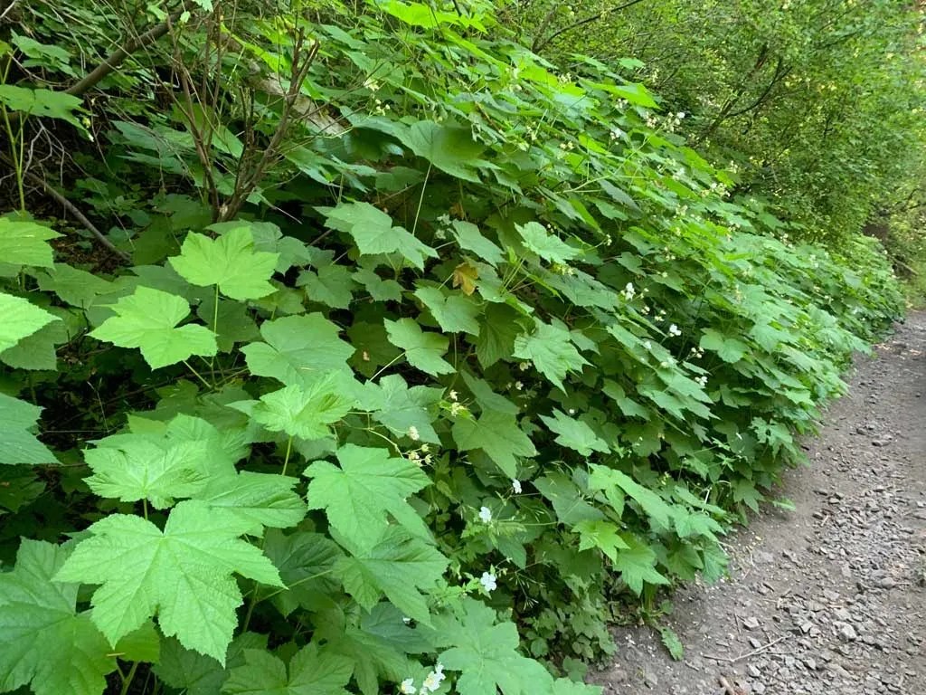 Hiking Bowman Fork to Gobblers Knob Trail
