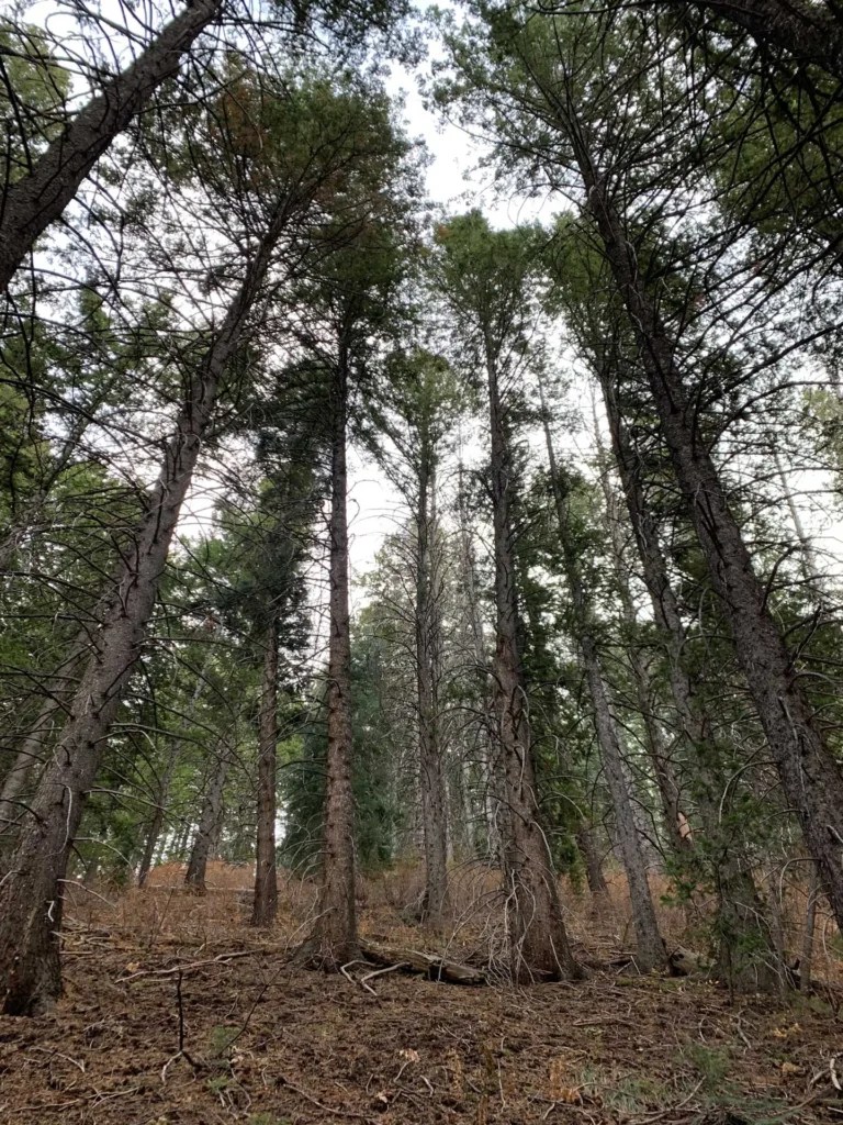 Bowman Fork Trail