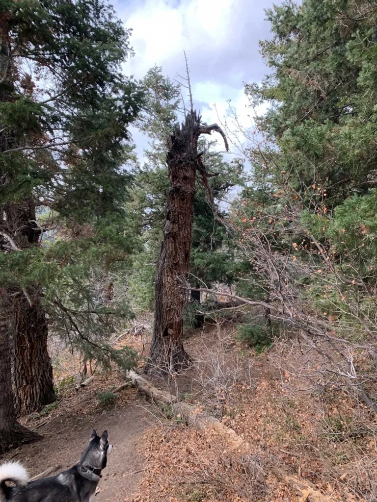 Bowman Fork Trail