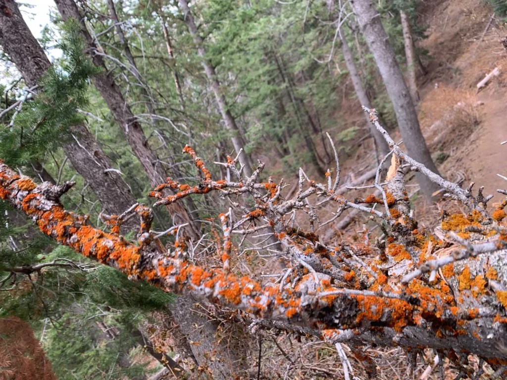 Bowman Fork Trail