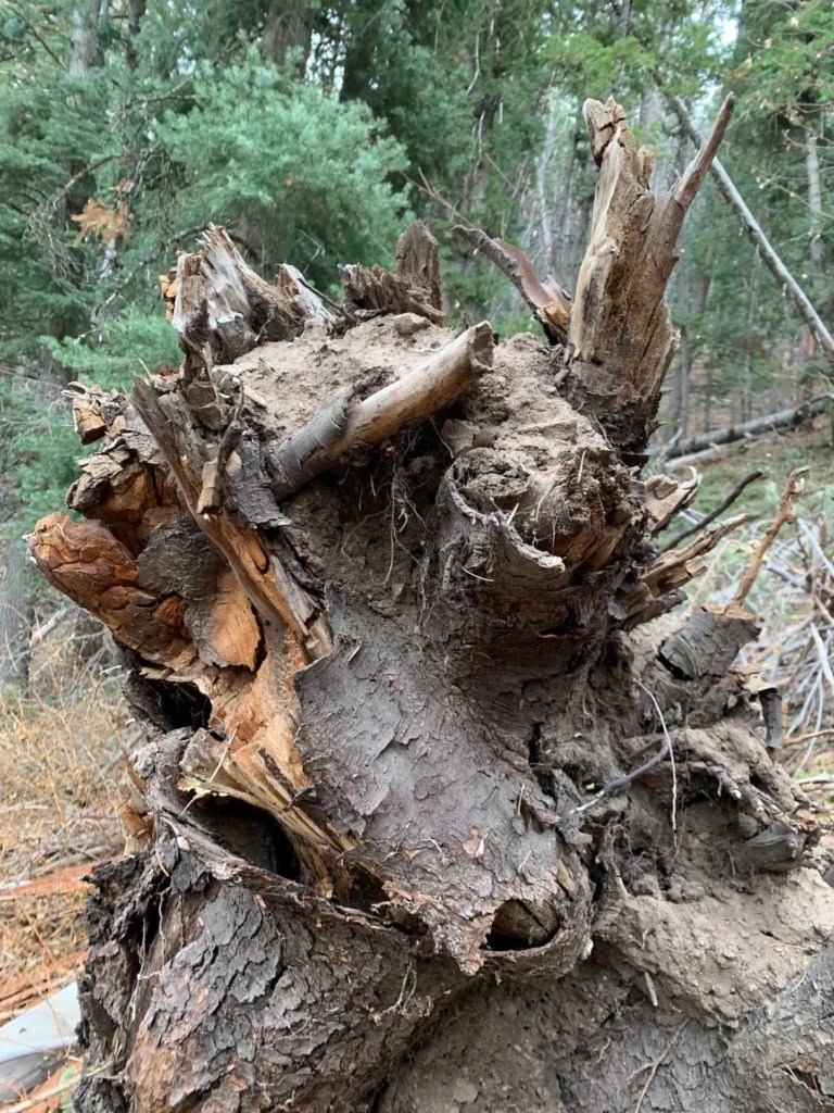 Bowman Fork Trail