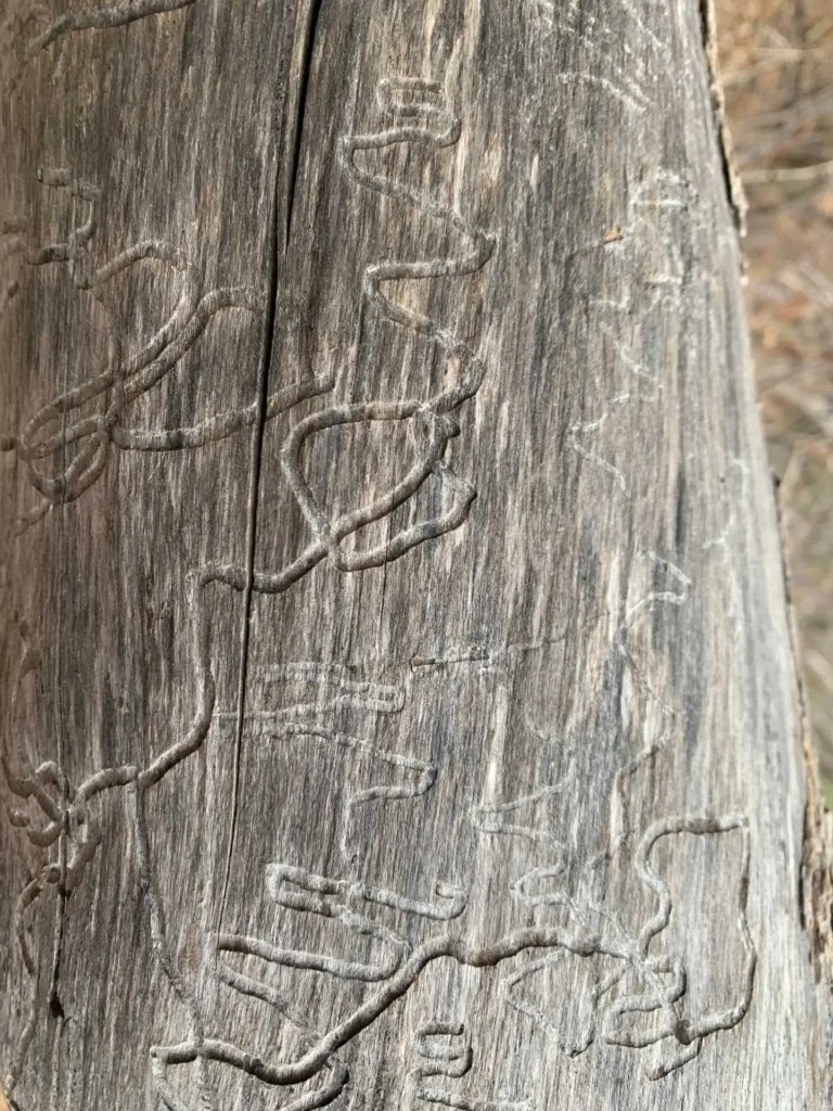 Bowman Fork Trail