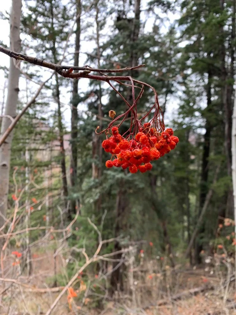 Bowman Fork Trail