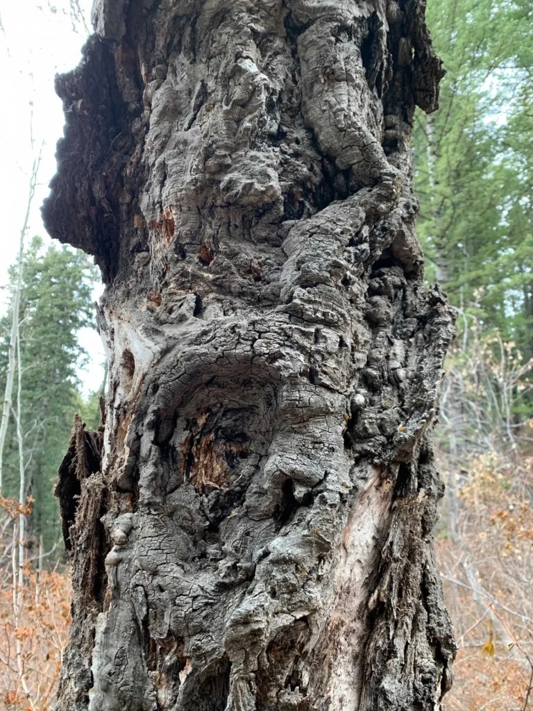 Bowman Fork Trail