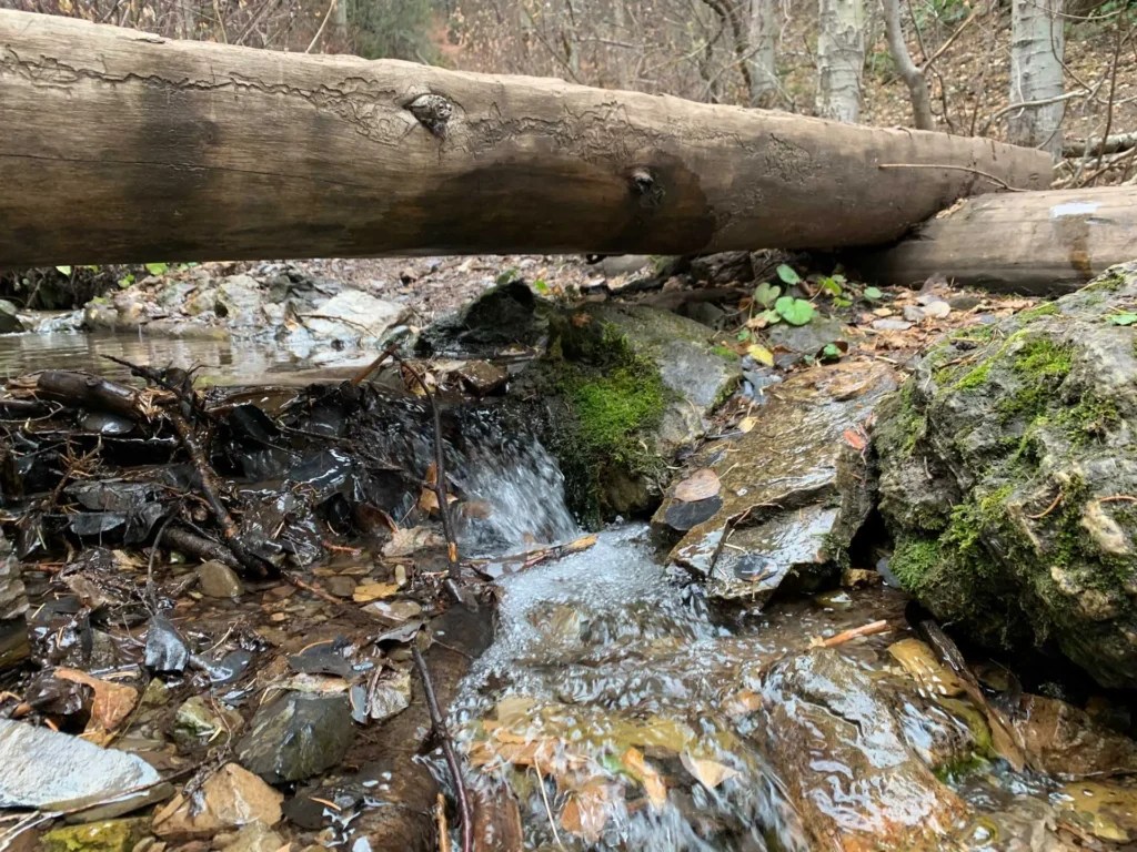 Bowman Fork Trail