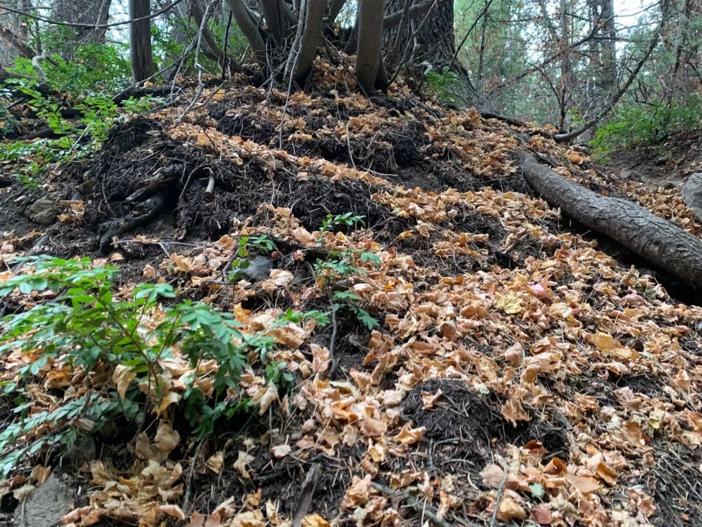Bowman Fork Trail
