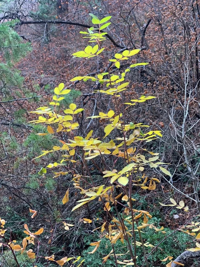 Bowman Fork Trail