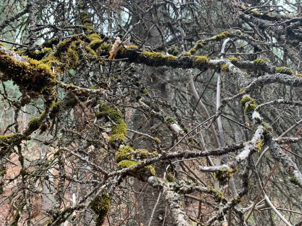 Bowman Fork Trail