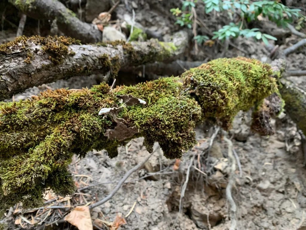 Bowman Fork Trail