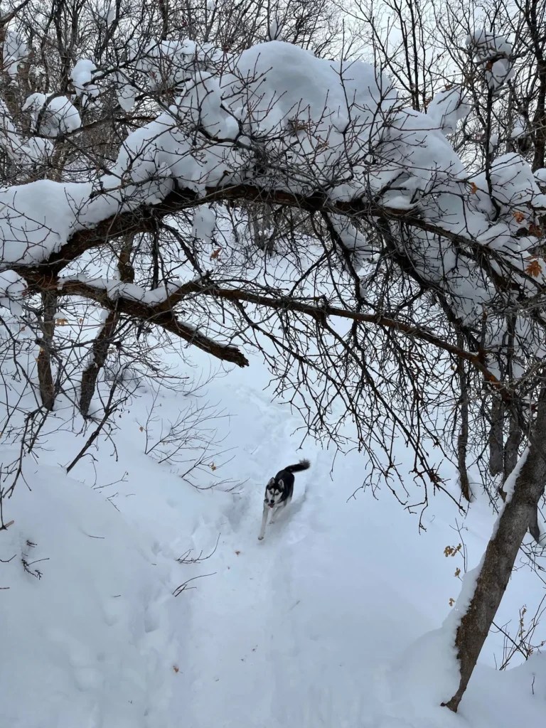 Crampon Hiking Grandeur Peak East Trail from Church Fork
