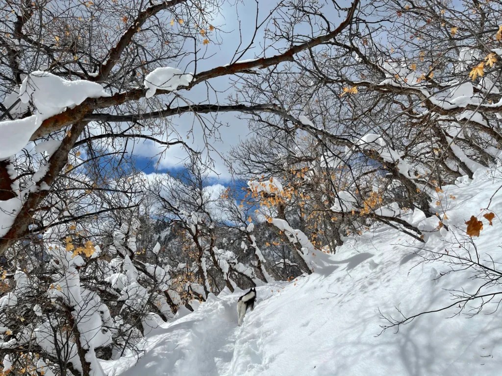 Crampon Hiking Grandeur Peak East Trail from Church Fork
