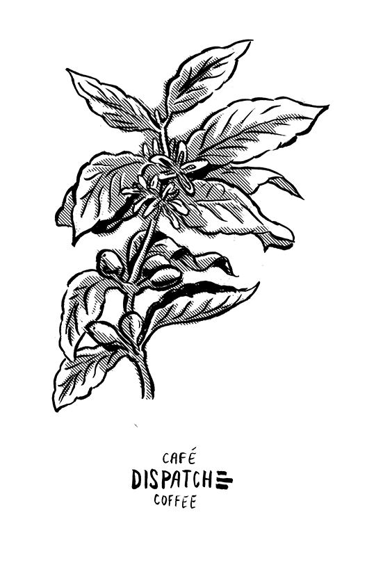 Dispatch Coffee: "Bean Zine"