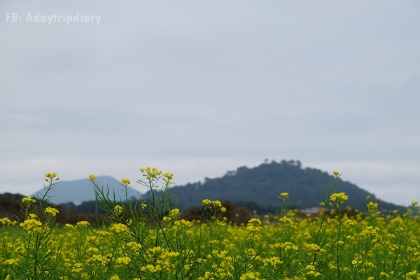 ทุ่งดอกผักกาด Jeju island
