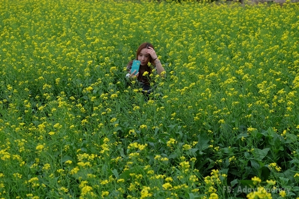 ทุ่งดอกผักกาด Jeju island