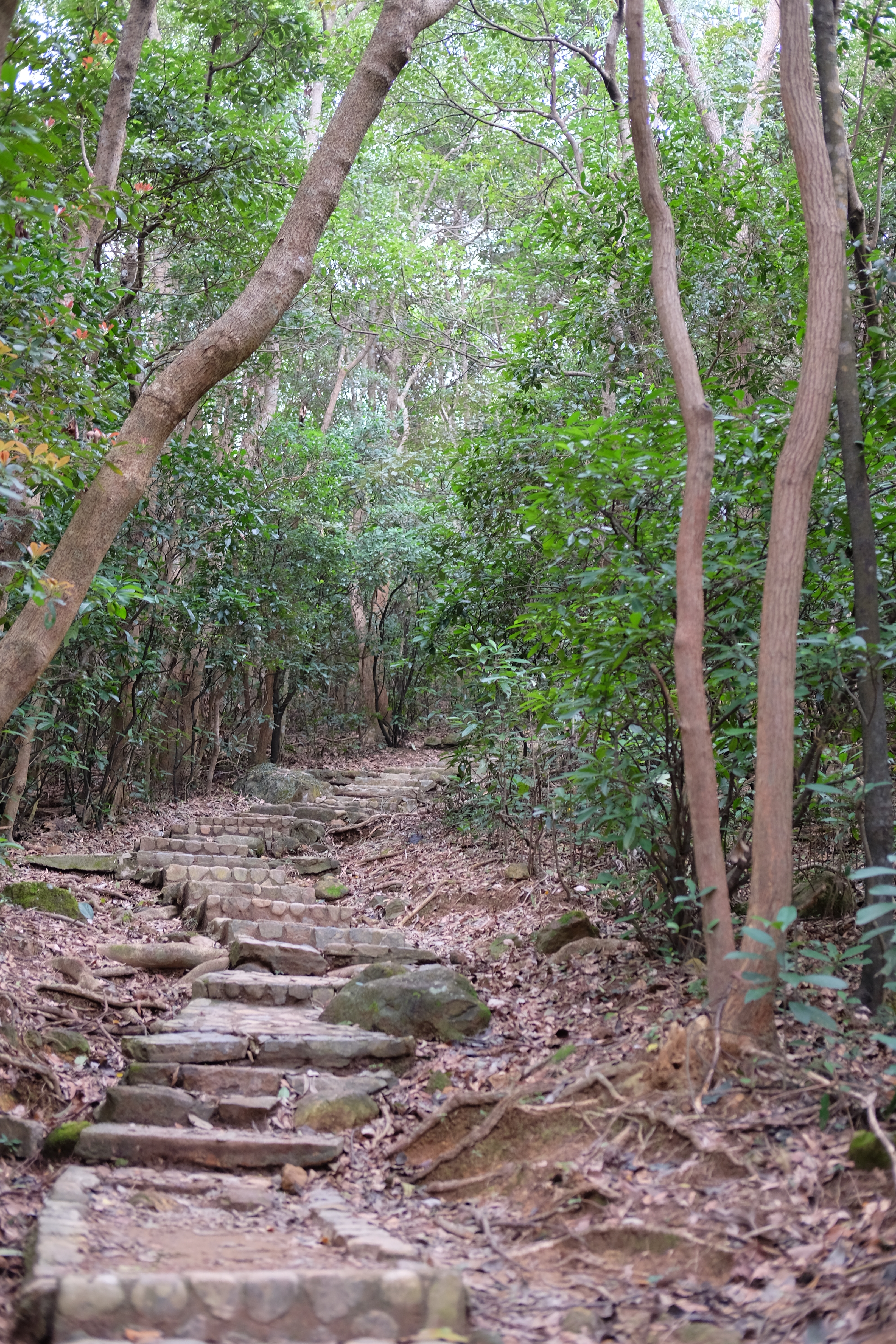 Maclohose No.3, Hong Kong