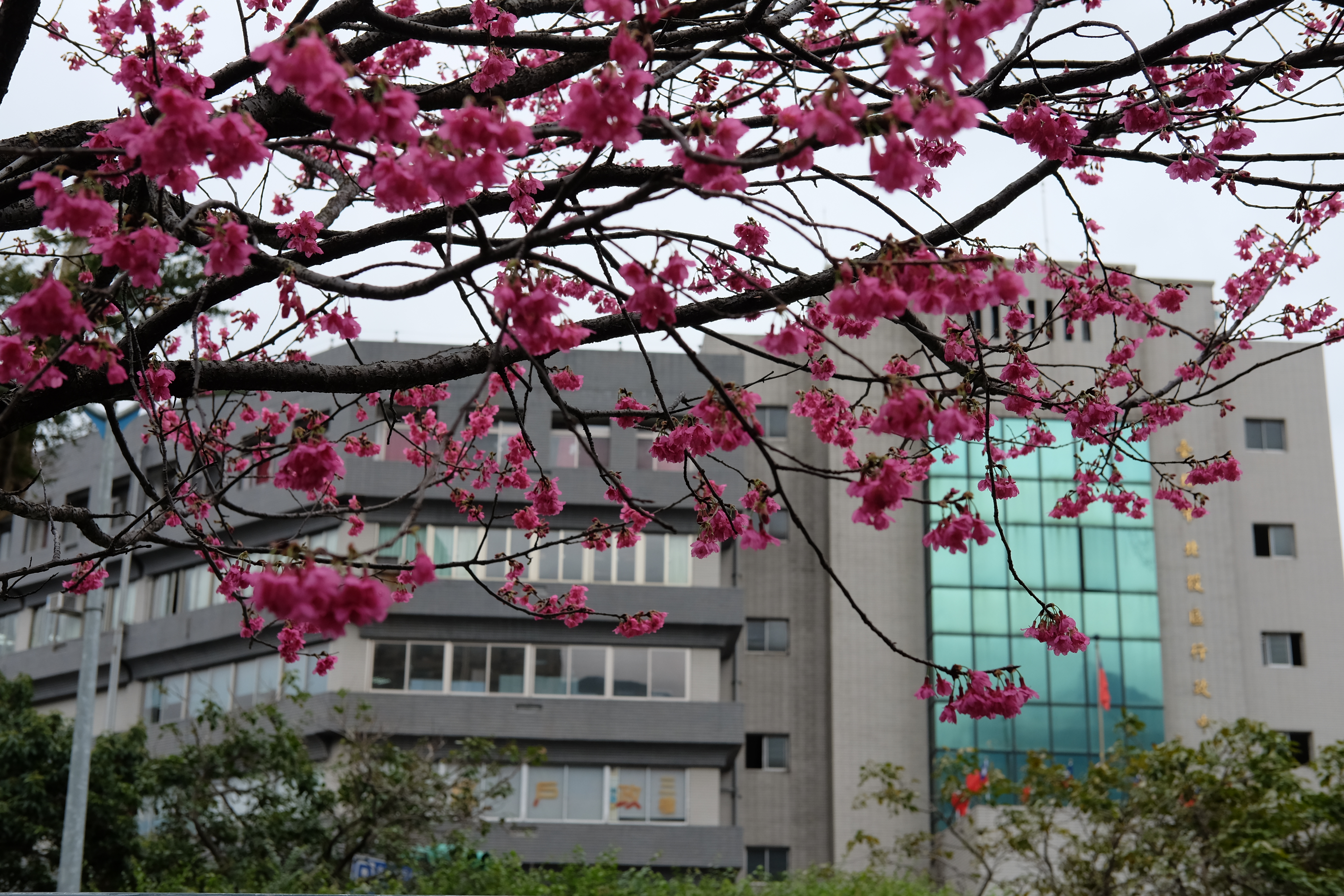 ช่วงปลายกุมภา...ดอกไม้บานสะพรั่ง / Beitou, Taipei, Taiwan