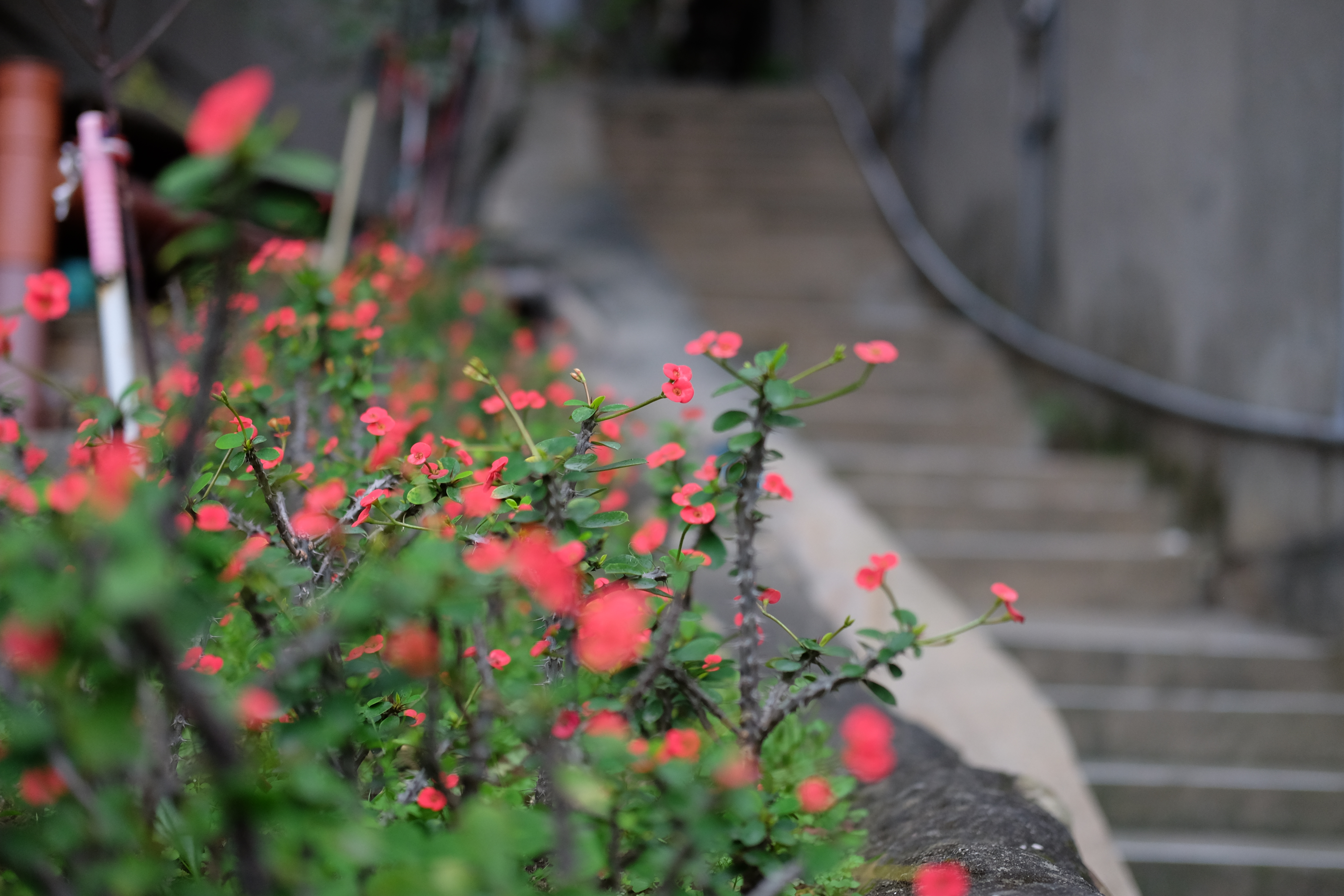 โป๊ยเซียนจิ๋ว / Beitou, Taipei, Taiwan