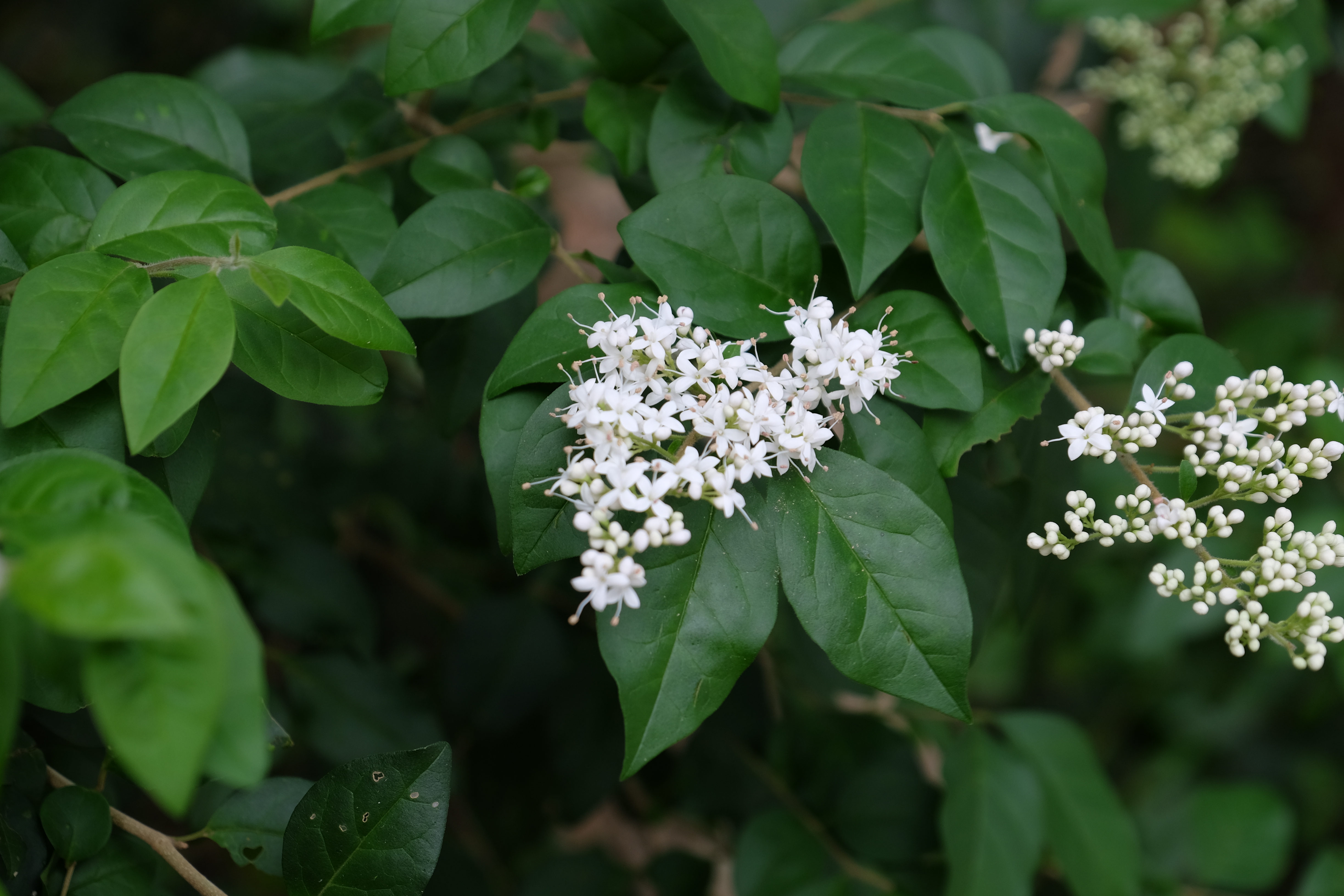 Hong Kong Wetland Park