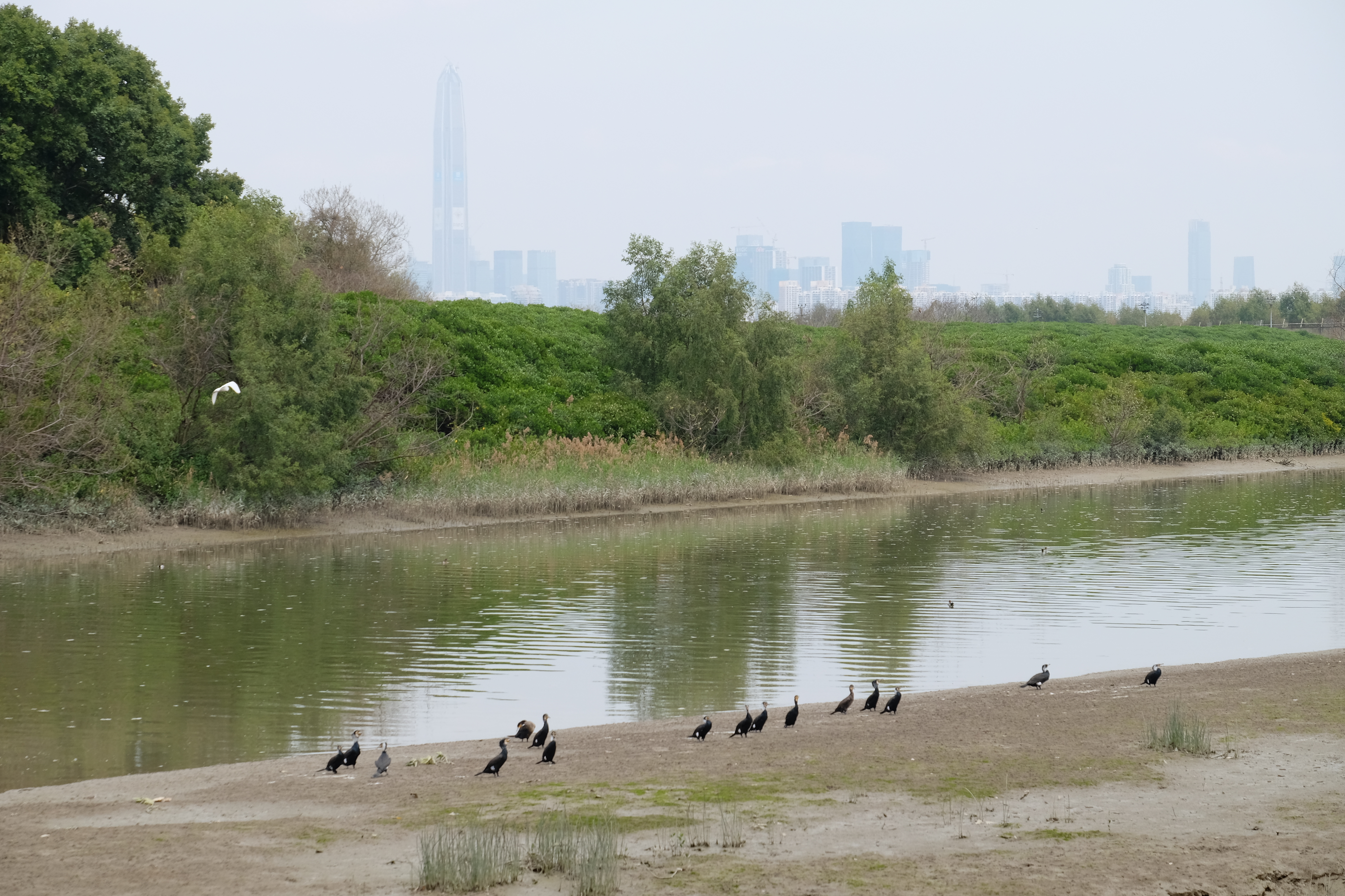 นก นก นก Hong Kong wetland Park