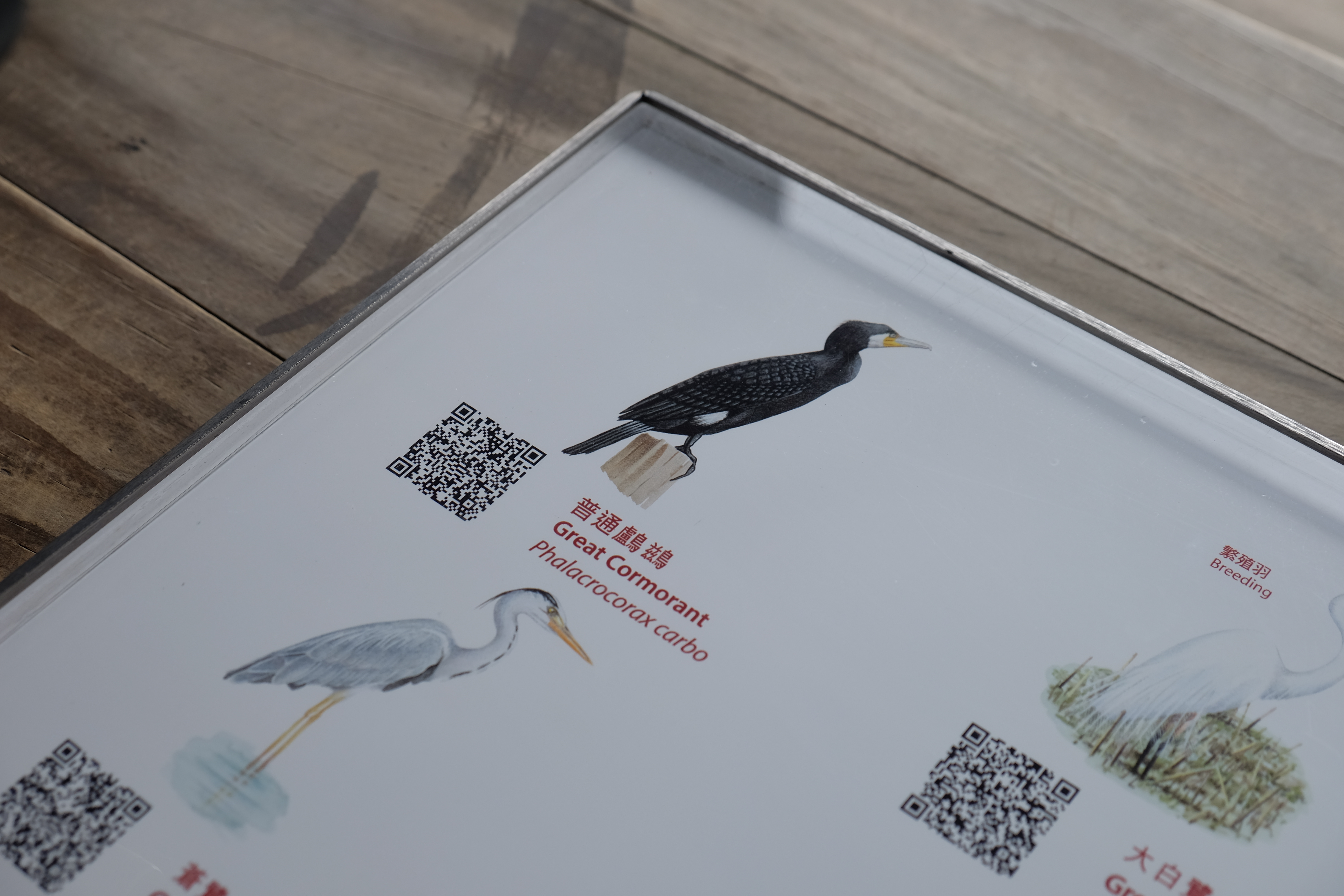 รูปนกพร้อมชื่อ พอดูของจริงมาเทียบแล้วสนุกมาก