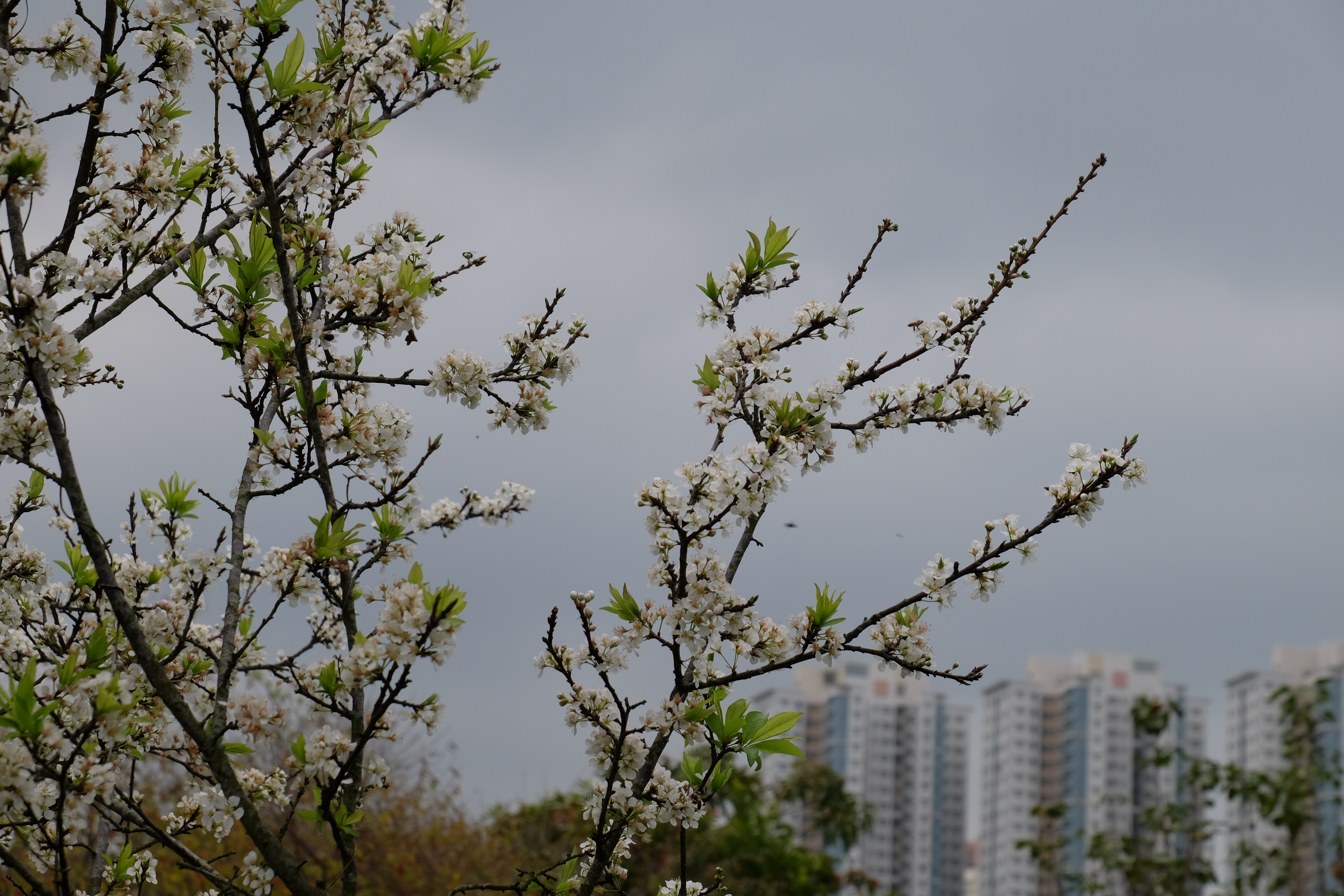Hong Kong Wetland Park