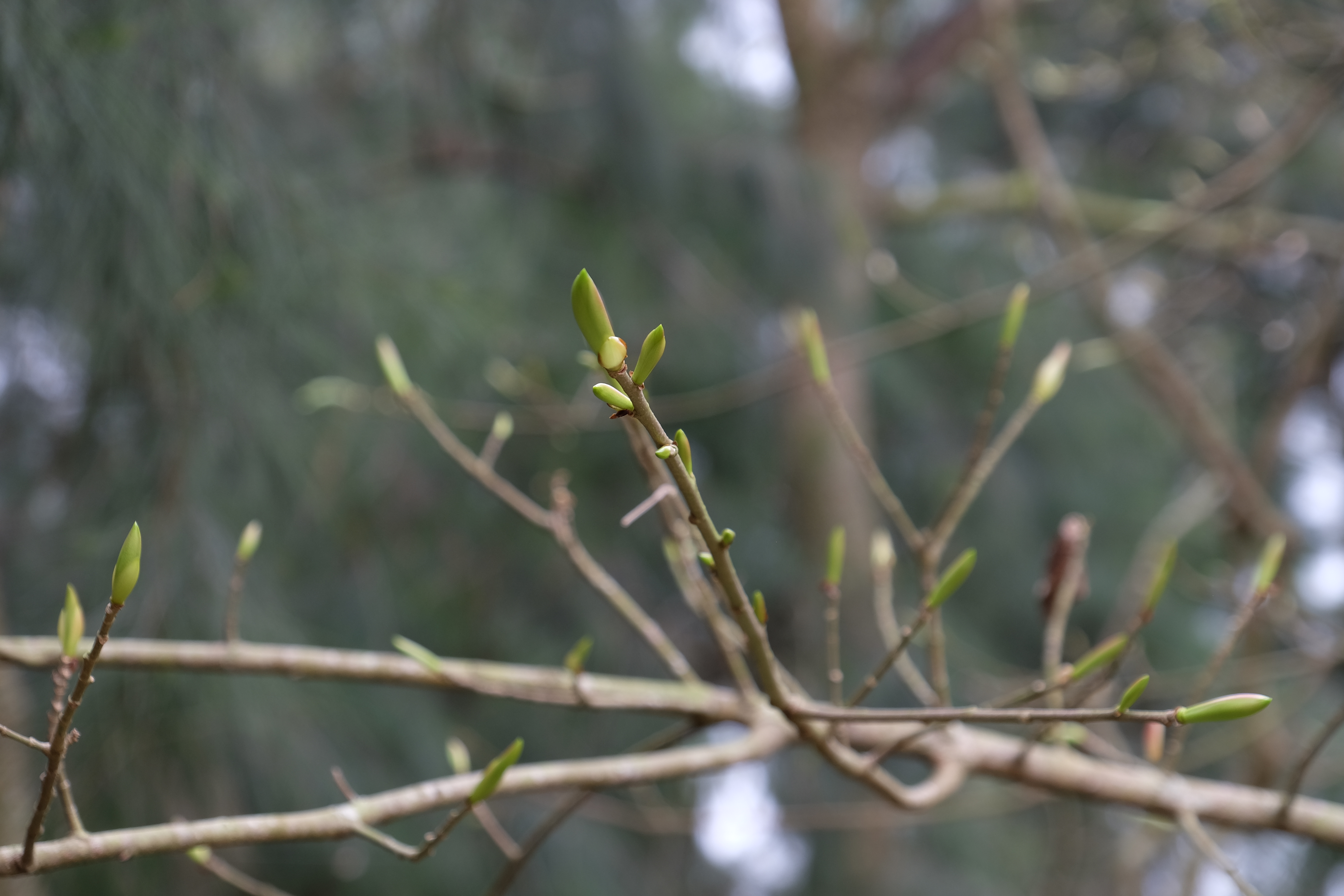 Hong Kong Wetland Park