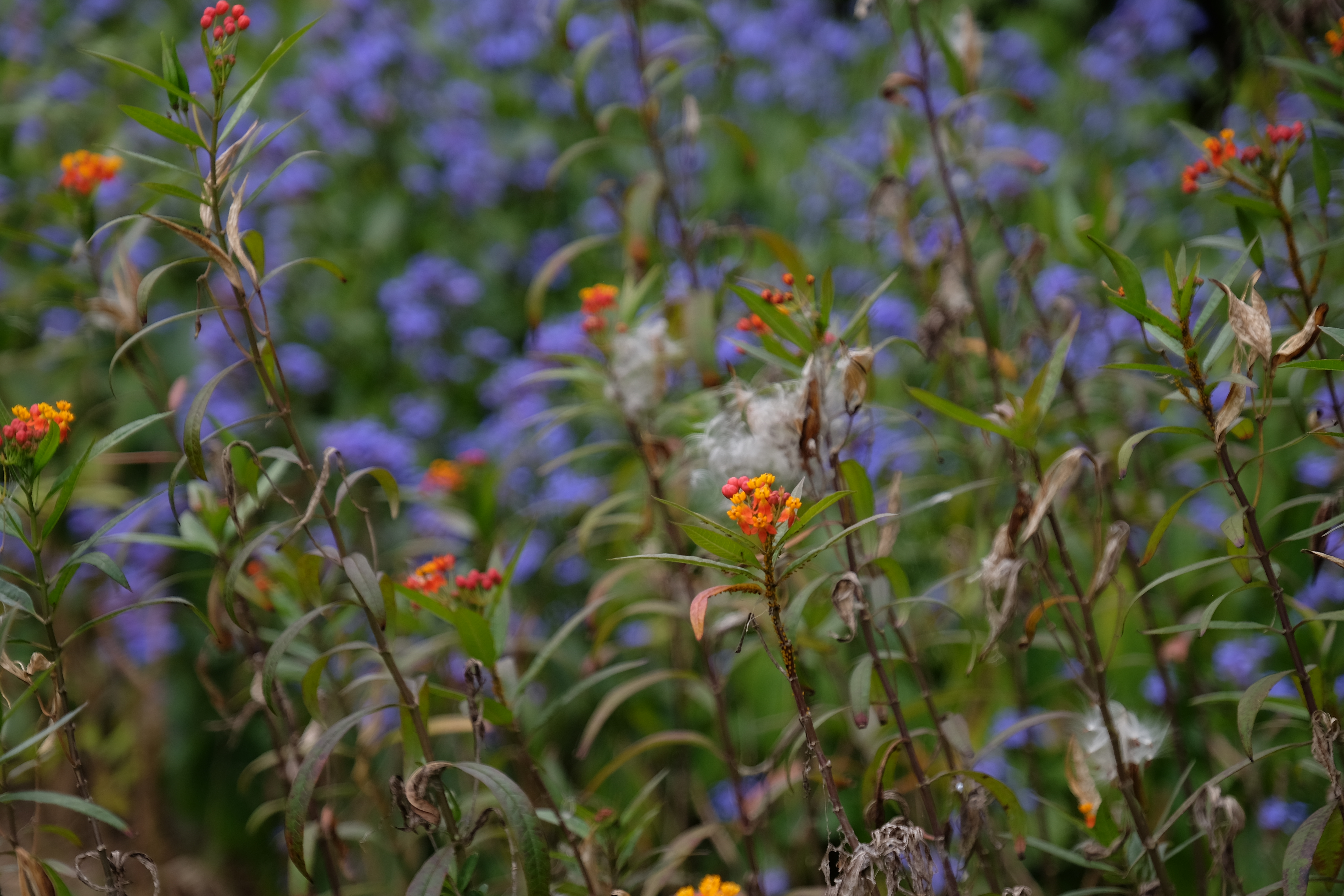 Hong Kong Wetland Park