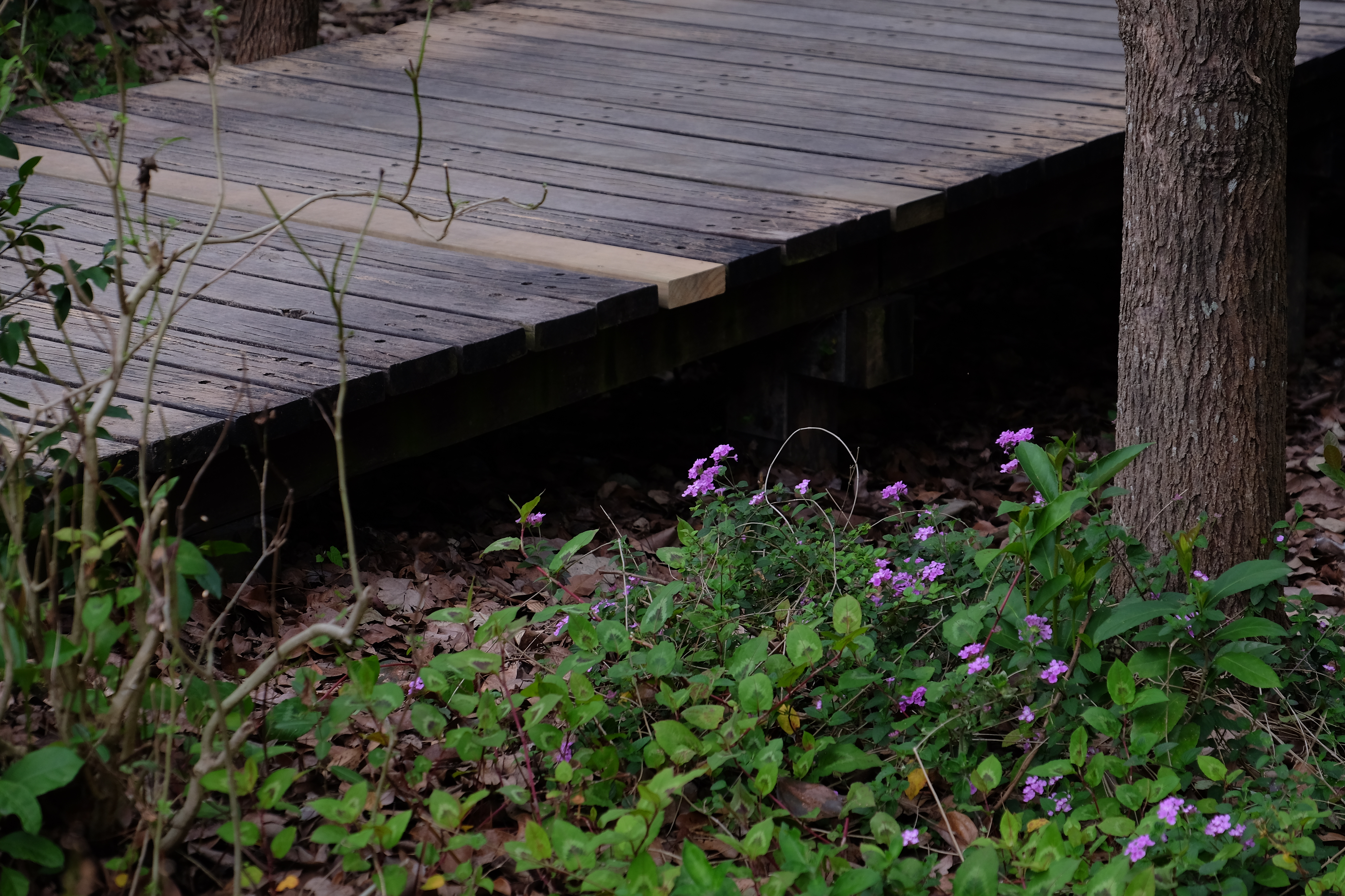 Hong Kong Wetland Park