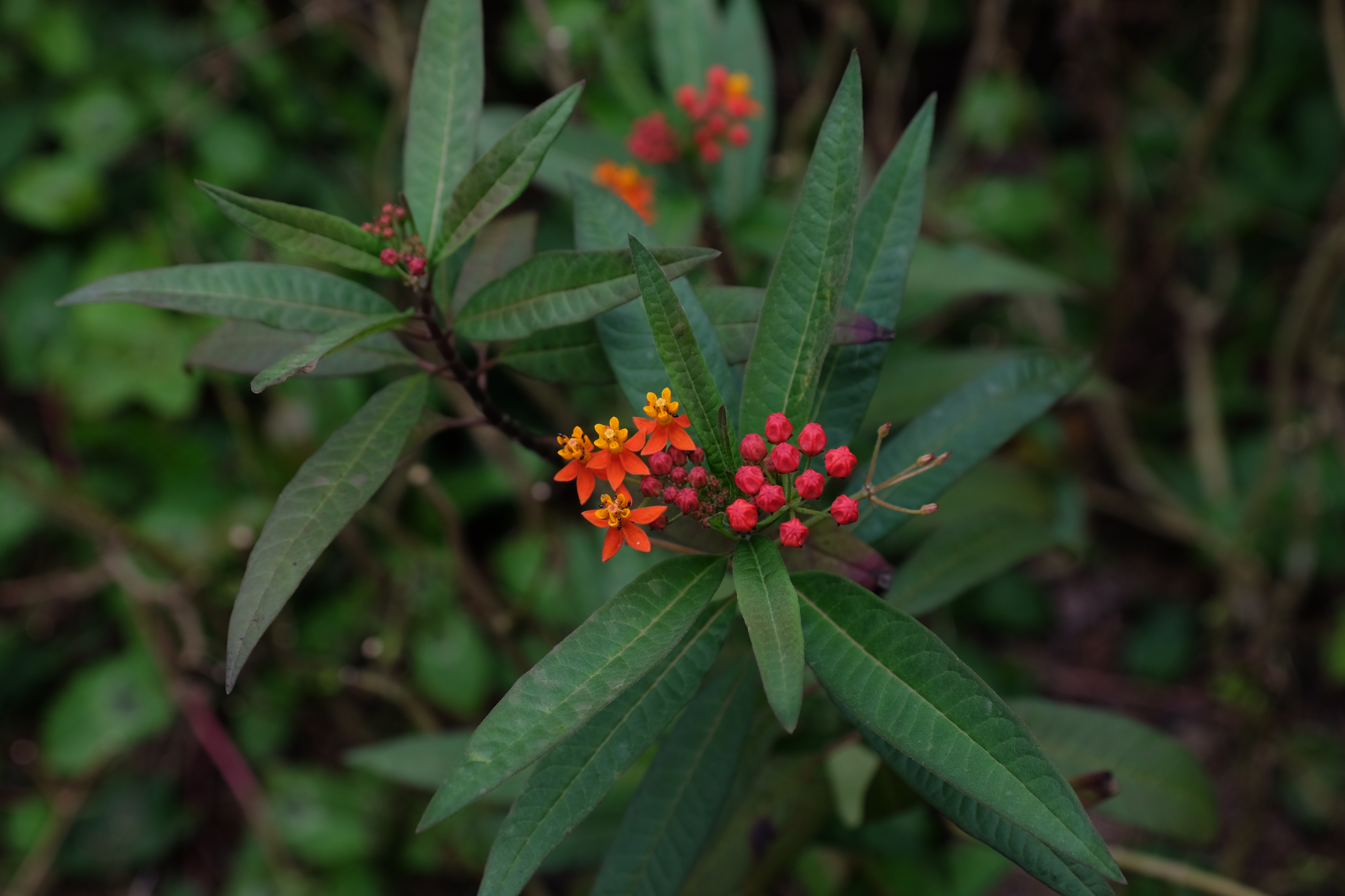 Hong Kong Wetland Park